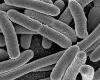 Azotobacter, A talajban élő aerob nitrogénfixáló baktériumok izolálása és identi