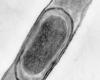 Bacillus lichenifomis 
