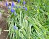 Muscari armeniacum