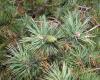 http://www.plantsystematics.org/imgs/kcn2/na/Pinaceae_Pinus_sylvestris_880.html