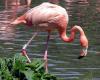 Rózsás flamingó 