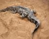 Szunda-krokodil (Tomistoma Schlegelii)