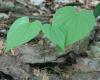 mexikói jamgyökér vagy ideggyökér ( Dioscorea villosa)