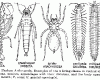 Ízeltlábúak (Arthropoda)