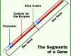 http://static.howstuffworks.com/gif/evolution-gene.gif