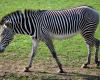 Grévy-zebra (Equus Grevyi)