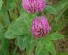 http://wildflowersofedinburgh.weebly.com/red-clover-trifolium-pratense.html