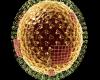 Kubikális vírus