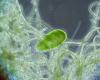 http://botit.botany.wisc.edu/images/130/Bacteria/Cyanobacteria/Anabaena/w_Parame